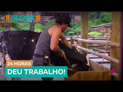 Alfredo struggles while tending to the cow and avoids an unusual situation | A Fazenda 18