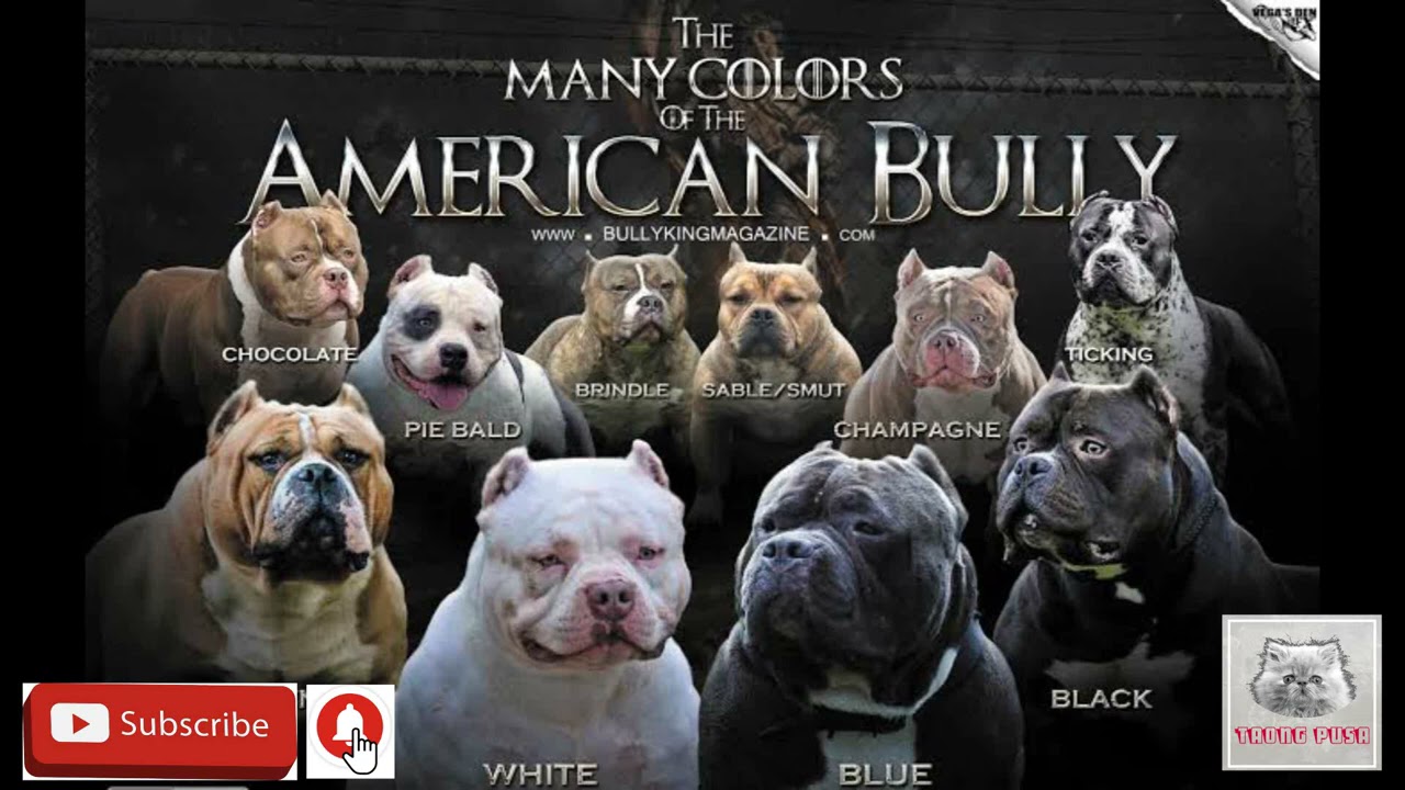 CARTIMAR PHILIPPINES COMPLETE DOGS PRICELIST LARGE BREED MARCH