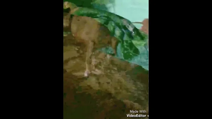 Boxer saves girl from turtle