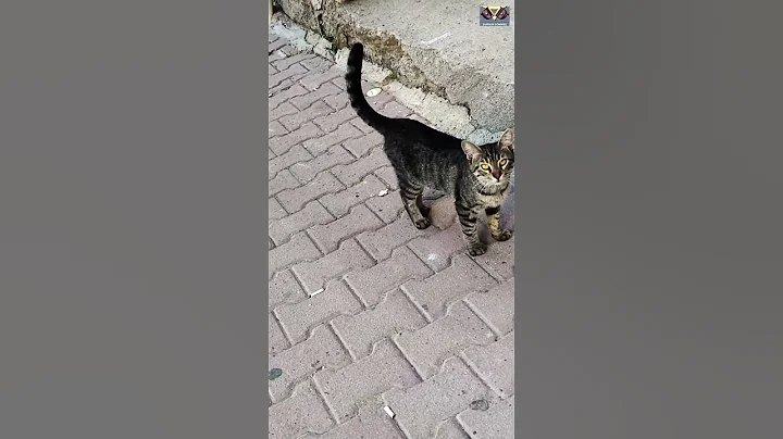 Watch the video about Street Cats Fight for Food They Are Very Hungry and Very Beautiful! #happycats #catvideos #cats