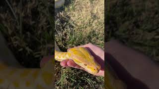 Belle my albino Burmese python enjoying the sun
