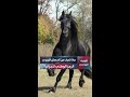ماذا تعرف عن الحصان البربري الرمز الوطني للجزائر