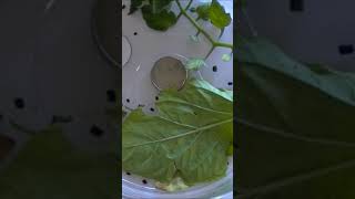 Tomato Horn Worm Time Lapse