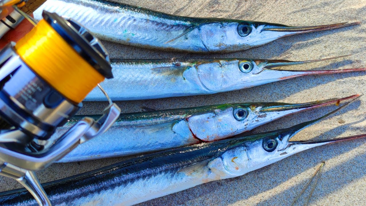 Boćki przyleciały !!! Jak kwitną rzepaki to czas na BELONY !!!