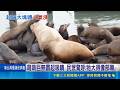 重逾900公斤! 北海獅"阿肥"現身舊金山碼頭 萌萌巨無霸超吸睛 民眾驚呼:牠大得像部車 還能再長大! 專家判斷北海獅"阿肥"未成年｜記者 劉玨妤｜國際焦點20260503｜三立新聞台
