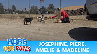 STOP DUMPING DOGS IN THE DESERT!!! WTH is wrong with…