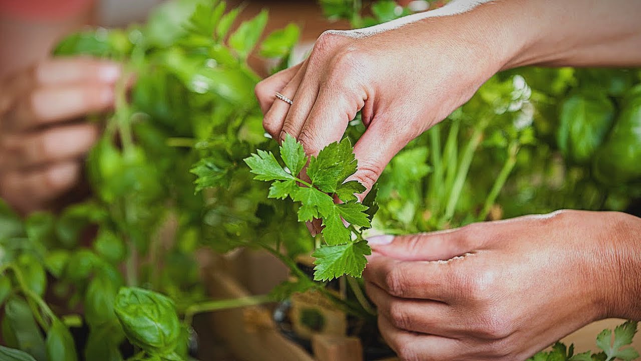EATING PARSLEY BENEFITS YOUR COMPLEXION YouTube
