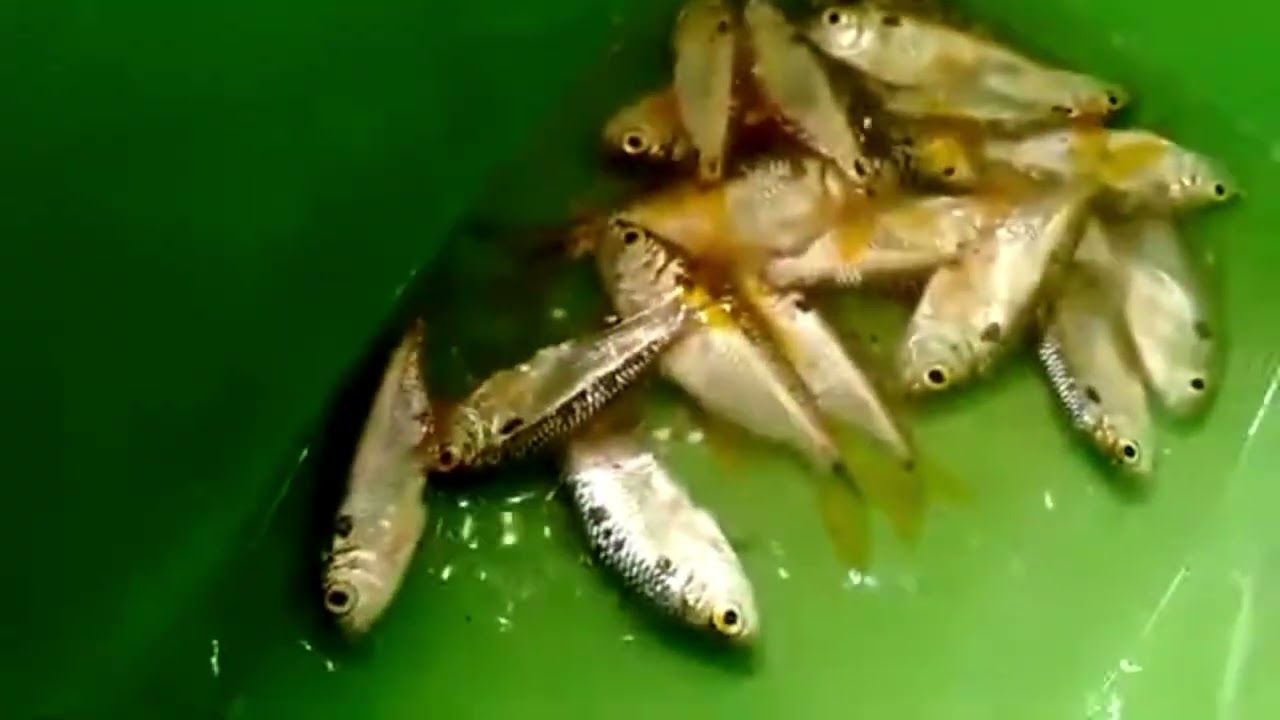 Casa do meu pai em lagoa do feijão trairi Ceará 