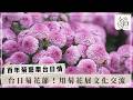 台日菊花交流！用花藝與展覽對話【百年菊藝牽台日情】2026.05.17第345集