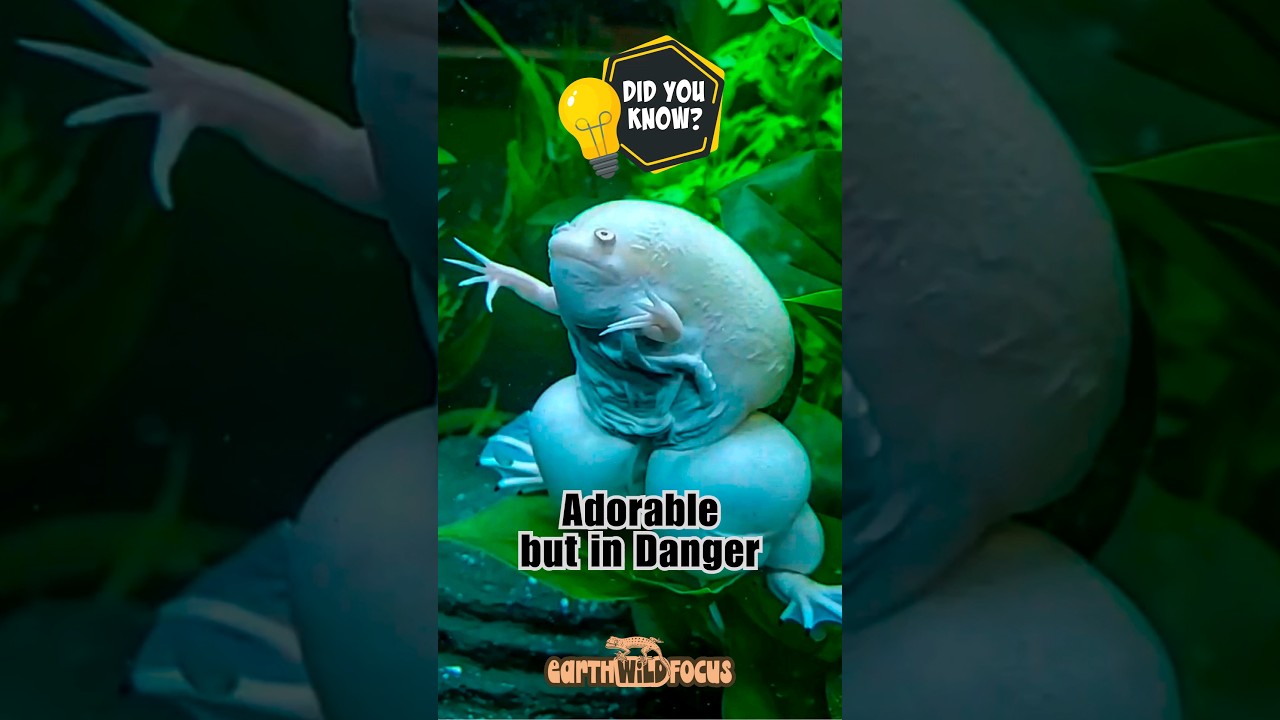African Clawed Frog: Adorable but in Danger 