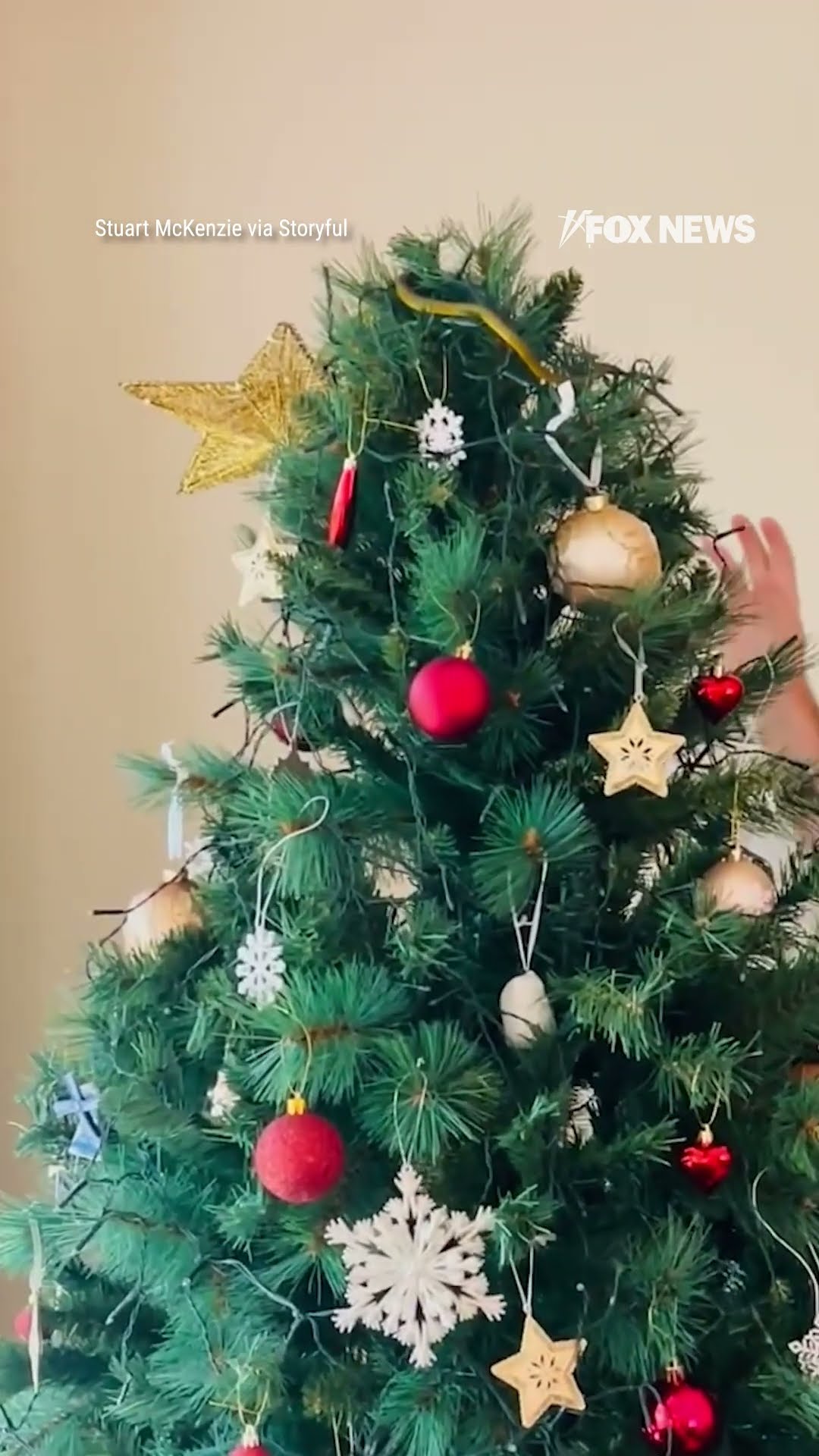 Family finds snake inside their Christmas tree