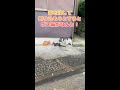 【餌場の家族猫】餌場で黙々と食べているところに気の弱い白猫が割り込もうとしたらボス猫がまさかの反応を見せた
