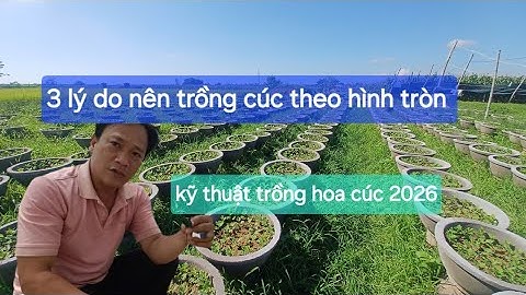 3 lý do để trồng cúc chậu theo hình vòng tròn - kỹ thuật trồng hoa cúc tết 2026