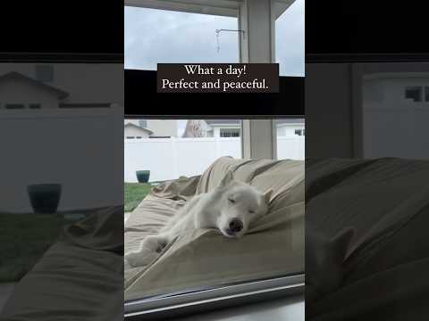 POV Day In Meridian ID (Spoiler-It's Perfect) #starth3re #h3realestate #jasonh3re #pov #idaho
