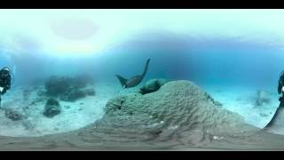 Manta Rays encounter on the Great Barrier Reef