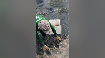 Cận Cảnh Thu Hoạch Tôm Càng Xanh Ở Miền Tây Xem Đã Con Mắt #shorts