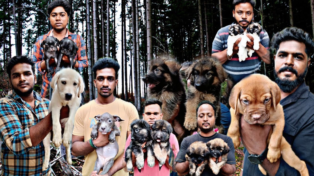 Pets Market in Chennai Mannadi Pets Market Kozhi Market Broadway