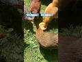 #chicken #pumpkin #gardening #freerangechickens #flock #backyardchickens #chickens
