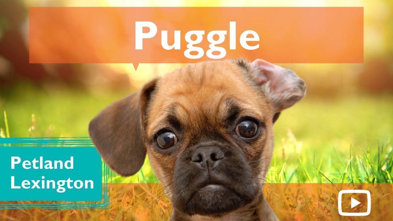 Amazing Facts About Puggle Puppies