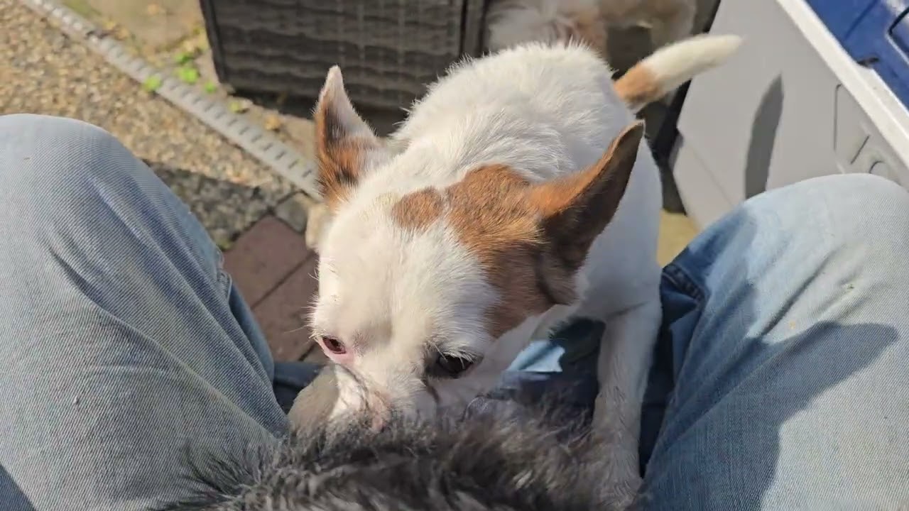 20260117 Bandit is very comfortable now, enough to scratch his back on the ground 12 29 08