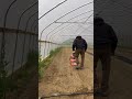 Tilling the High Tunnel
