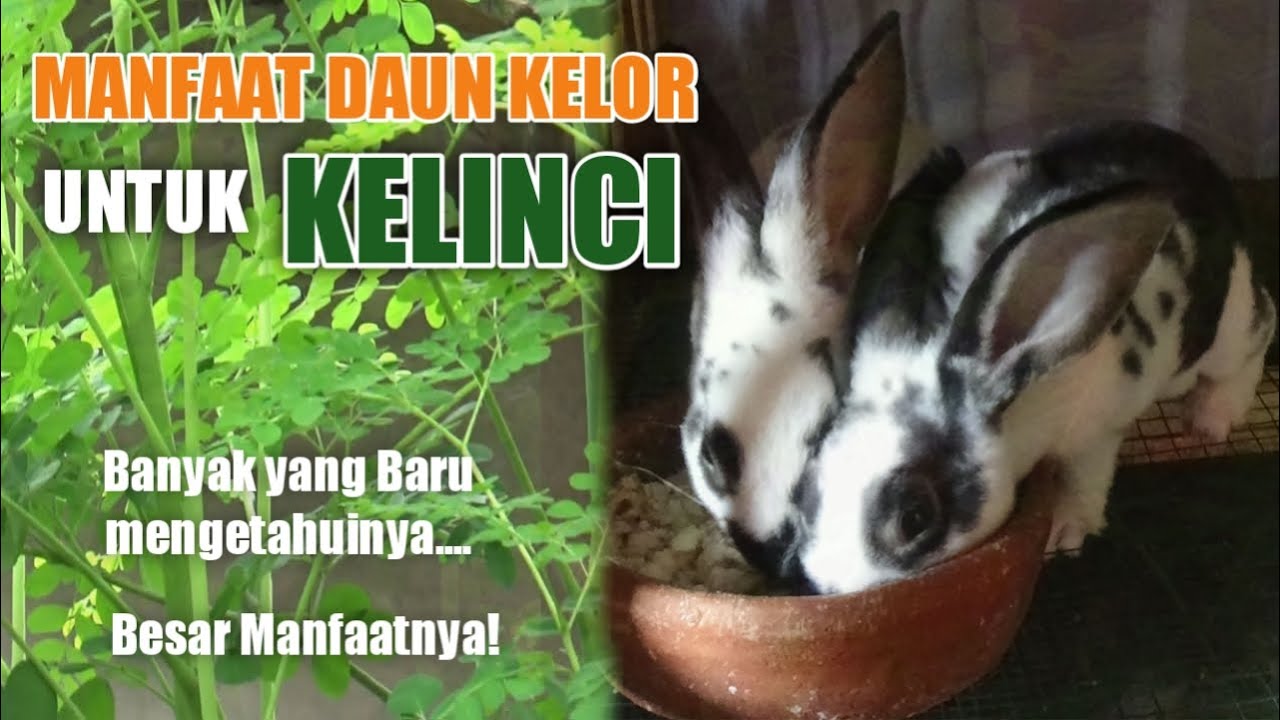 Manfaat Daun Kelor Untuk Kelinci -Sangat Besar Manfaatnya 
