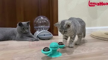Cat Windmill Toy Funny Massage Rotatable Cat Toys With Catnip LED Ball Teeth Cleaning Pet Products