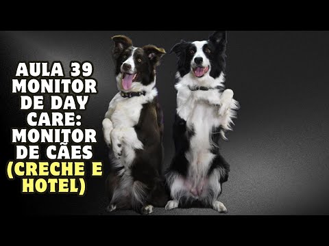 Aula 39 Monitor de Day Care: Monitor de Cães (Creche e Hotel)| Glauco Lima Treinador
