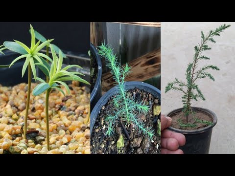 How To Grow Cypress Tree From Seed | Cypress Plant Seeds Growing