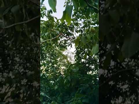 شجرة الجوز بثمار خضراء الكركاع عين الجمل