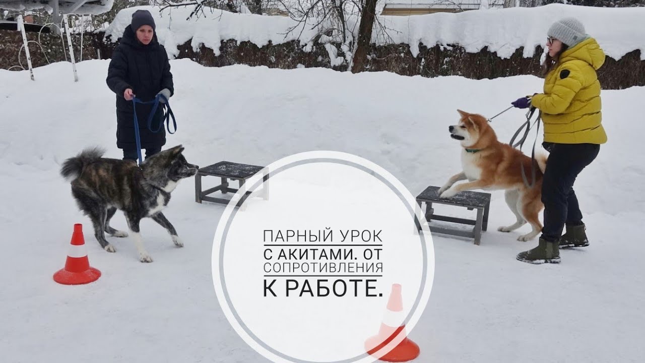 Догтренинг 721. Парный урок с акитами. От сопротивления к работе. - YouTube