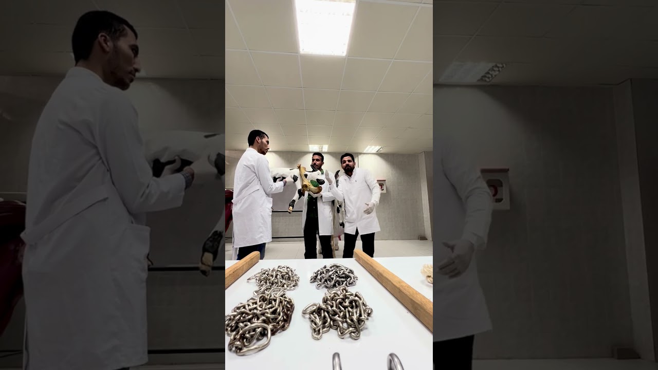 Hands-On Management of Calf-Related Dystocia in Cattle / التعامل مع عسر الولادة المسبب بواسطة العِجل