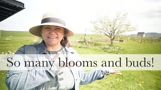 Berry Garden and Home Orchard Tour May 2024 | Vermont Garden