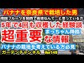 【バナナの栽培】バナナは関西でも栽培・収穫できます。その体験談をお話します。Ver149【カーメン君】【バナナ】【モンキーバナナ】【三尺バナナ】【栽培方法】