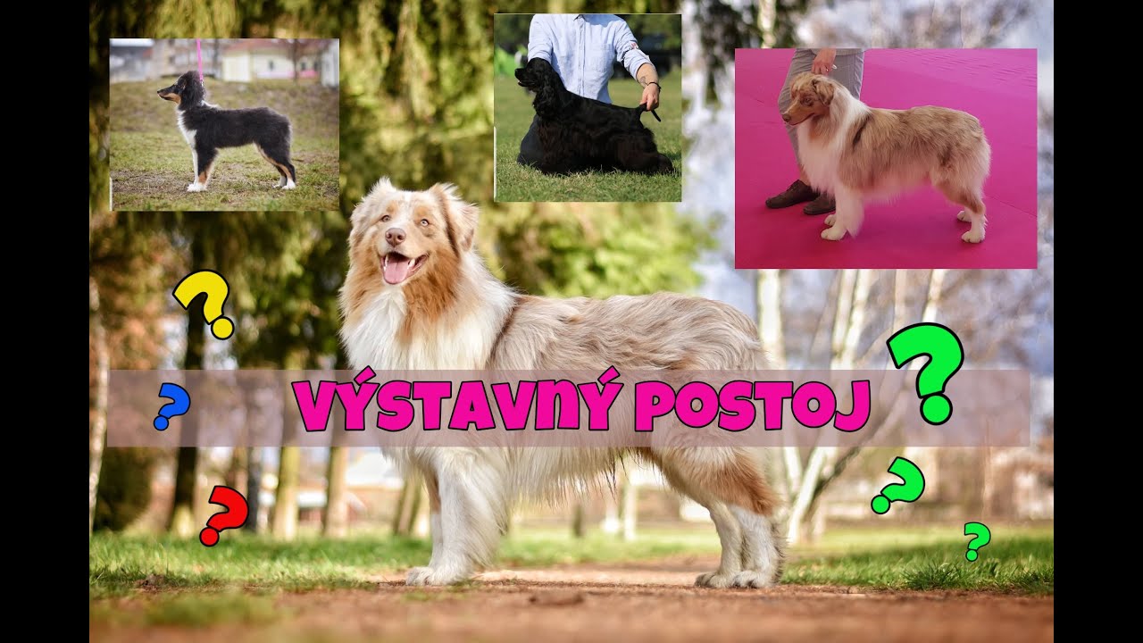 Ako naučiť psa VÝSTAVNÝ POSTOJ?