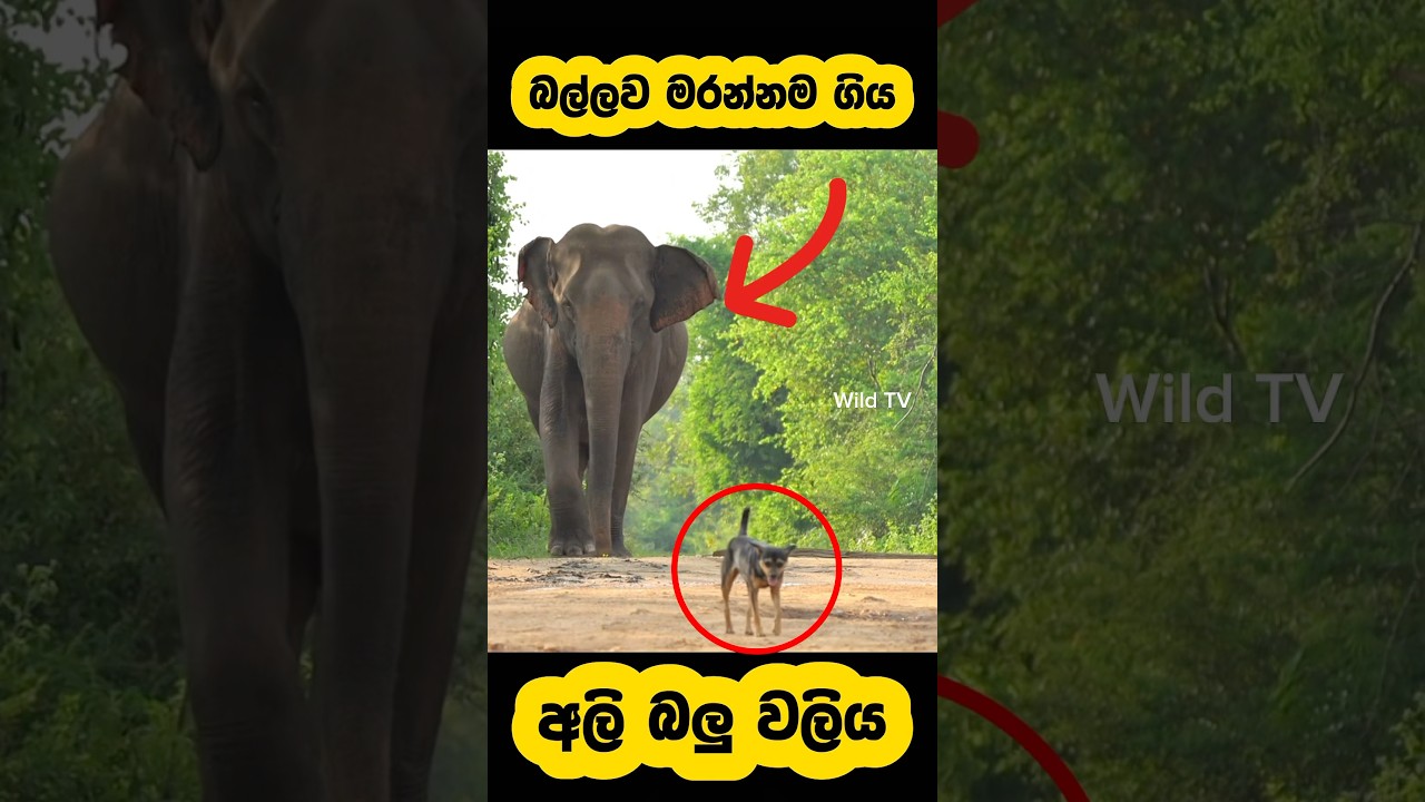 Wild elephant dog attack terribly🫣
