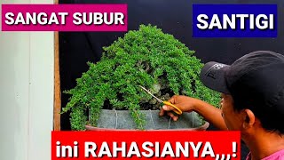 Tips Penyuburan Dan Pengerjaan Bonsai Santigi