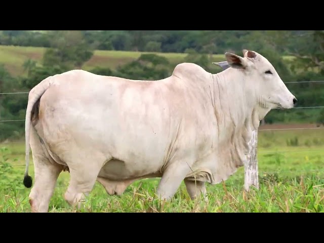 Lote 46 - Leilão Matrizes Fazenda Stª Tereza