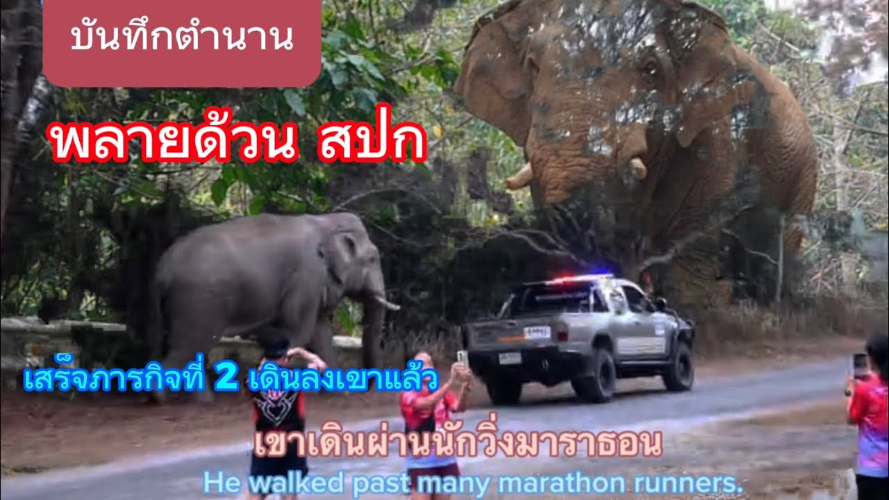 Ep 470 ตำนานพลายด้วน..พญาคชสารผู้พิทักษ์ป่า เสร็จภารกิจ ที่ 2 เดินลงเขาแล้ว