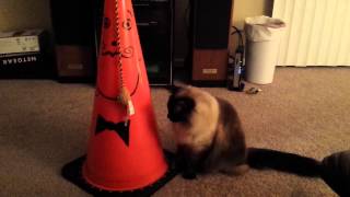 The Best Cat Toy Ever