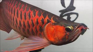 紅龍魚飼養方法品種介紹