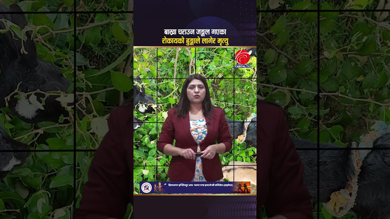 Рокая погибла, получив удар камнем во время выпаса коз в лесу.