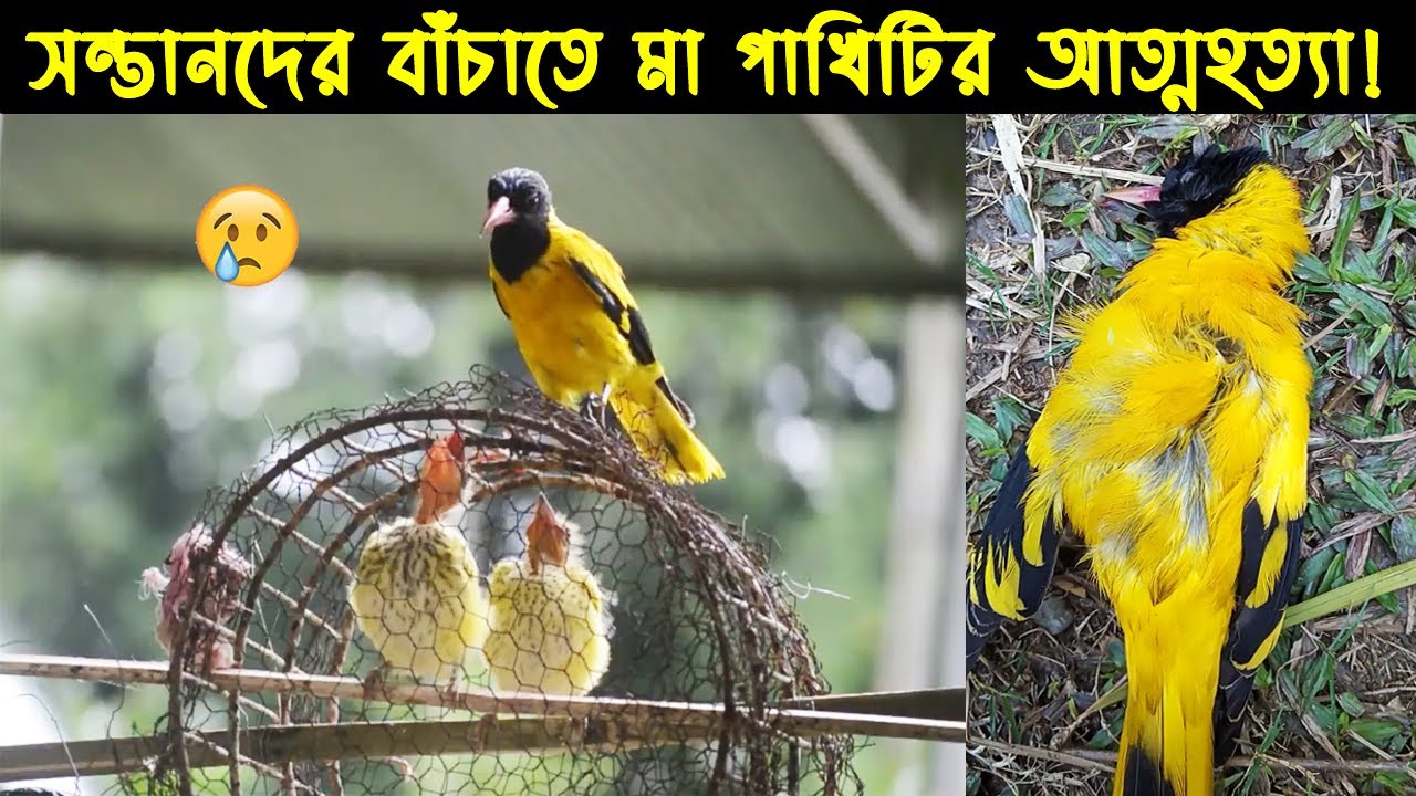 বউ কথা কও পাখির জীবন কাহিনী | Bird story-151| The life story of Black Hoded Oriole Bird | হলদে পাখি