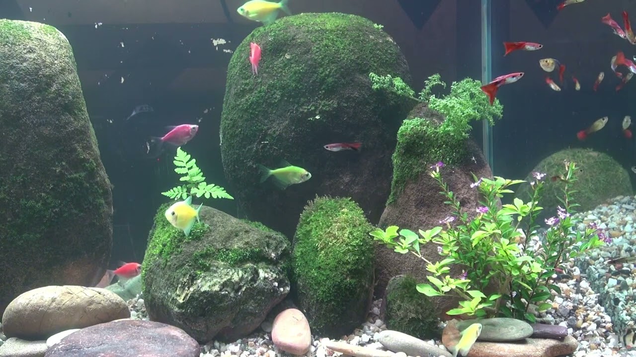 7 Hours Relaxing Aquarium 🐟 Real River Stones, Moss & Calming Water Sounds