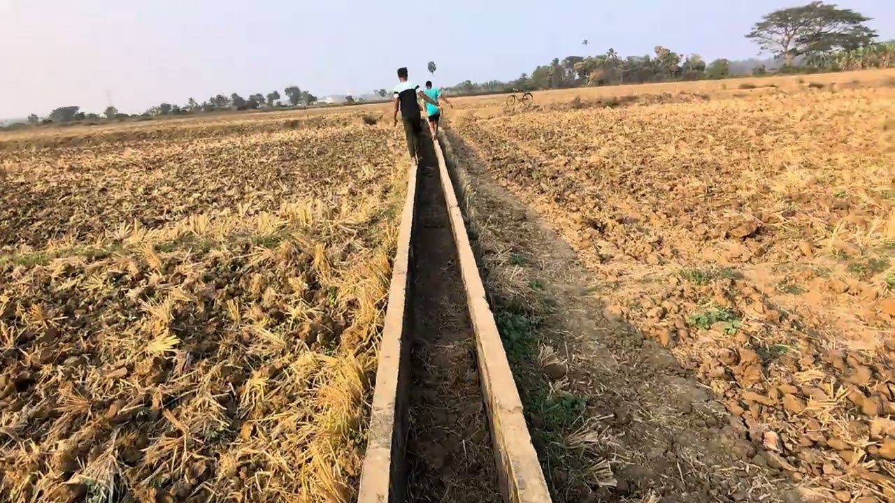 ତିନି ମୁଣ୍ଡିଆ ବରଗଛ  Tinimundia baragachha #2