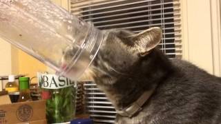 Our cat is doing the dishes by polakpola 527 views 10 years ago 38 seconds