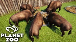 PLANET ZOO - A MANADA de BUFÁLOS!!! MUITOS ANIMAIS screenshot 5