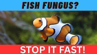 How to Prevent and Treat Fungal Infections in Aquarium Fish
