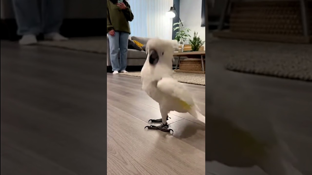 Dance Thinks This Is Rehearsal