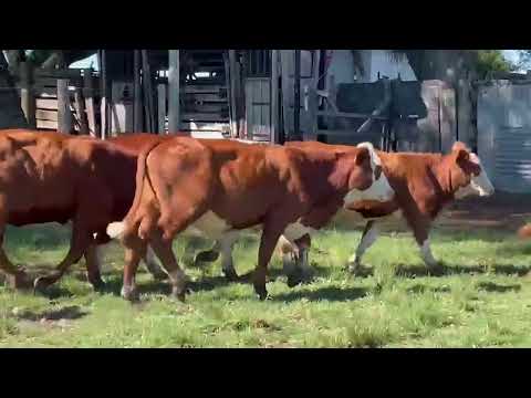 LOTE E02 - 15 TERNEIRAS BRAFORD - ESTÂNCIA EL TIGRE